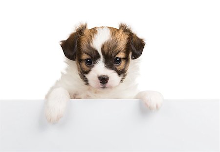 simsearch:400-07513010,k - Papillon puppy, 1 month old, relies on blank banner. White background Stock Photo - Budget Royalty-Free & Subscription, Code: 400-07915800