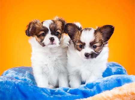 simsearch:400-07513010,k - Two cute Papillon puppies age of one and a half months on a orange background Stock Photo - Budget Royalty-Free & Subscription, Code: 400-07915801