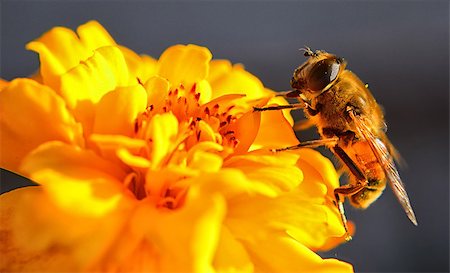 Detail of bee on yellow flower. Macro closeup image in garden. Photographie de stock - Aubaine LD & Abonnement, Code: 400-07916205