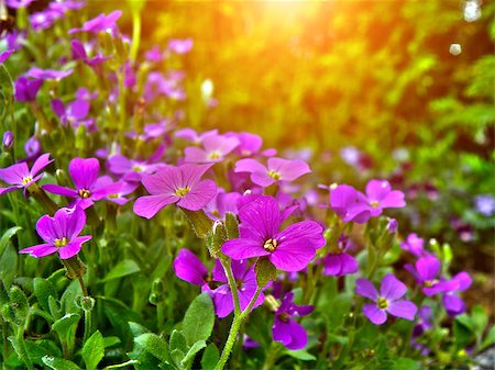 simsearch:400-08131611,k - Detail of rock garden flower. Closeup macro detail of purple and pink bloom or blooming flowers. Stock Photo - Budget Royalty-Free & Subscription, Code: 400-07916208