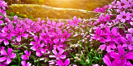 simsearch:400-08131611,k - Detail of rock garden flower. Closeup macro detail of purple and pink bloom or blooming flowers. Stock Photo - Budget Royalty-Free & Subscription, Code: 400-07916209