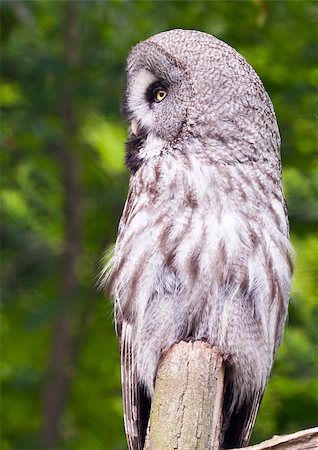 A great grey owl or great gray owl Fotografie stock - Microstock e Abbonamento, Codice: 400-07916212