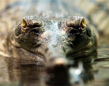 simsearch:400-07826505,k - A closeup of gharial eyes ((called also gavial and fish-eating crocodile) Photographie de stock - Aubaine LD & Abonnement, Code: 400-07916213