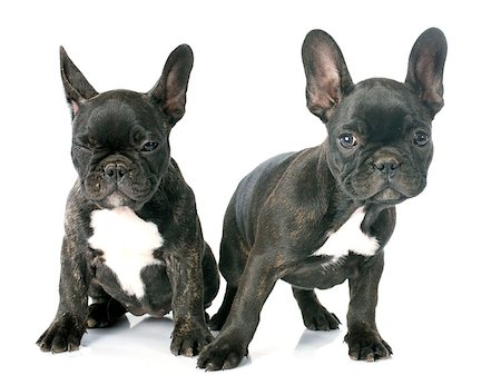 simsearch:400-07918901,k - puppy french bulldog in front of white background Stockbilder - Microstock & Abonnement, Bildnummer: 400-07916258