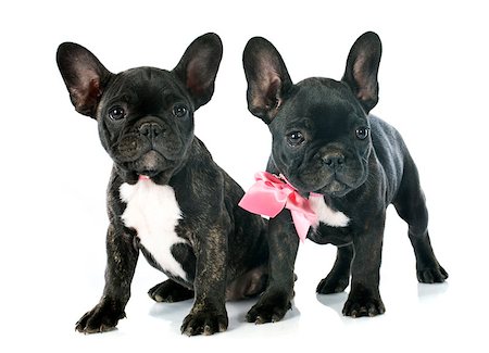 simsearch:400-07918901,k - puppy french bulldog in front of white background Stockbilder - Microstock & Abonnement, Bildnummer: 400-07916259