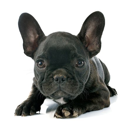 simsearch:400-08098706,k - puppy french bulldog in front of white background Stock Photo - Budget Royalty-Free & Subscription, Code: 400-07916262