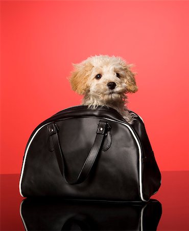 simsearch:400-04755024,k - Sweet dog in a bag on red background Foto de stock - Royalty-Free Super Valor e Assinatura, Número: 400-07916577