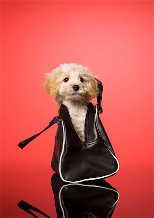 simsearch:400-04755024,k - Sweet dog in a bag on red background Foto de stock - Royalty-Free Super Valor e Assinatura, Número: 400-07916578