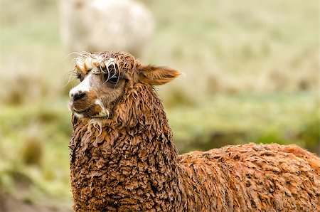 spitting - Alpaca in the Andes in Ecuador Stock Photo - Budget Royalty-Free & Subscription, Code: 400-07916596