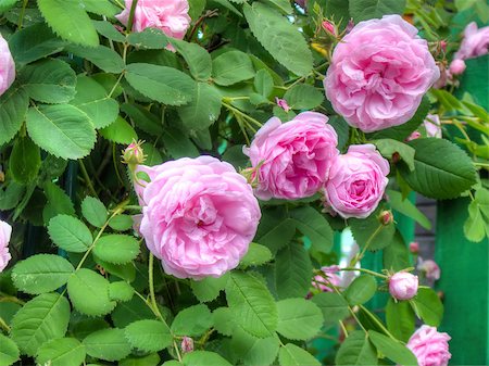 Bright pink roses with fresh green leaves in the garden. Fotografie stock - Microstock e Abbonamento, Codice: 400-07916866