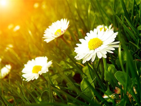 simsearch:400-07758113,k - Closeup macro detail of daisy in garden. Green grass in summer time. Foto de stock - Super Valor sin royalties y Suscripción, Código: 400-07916925