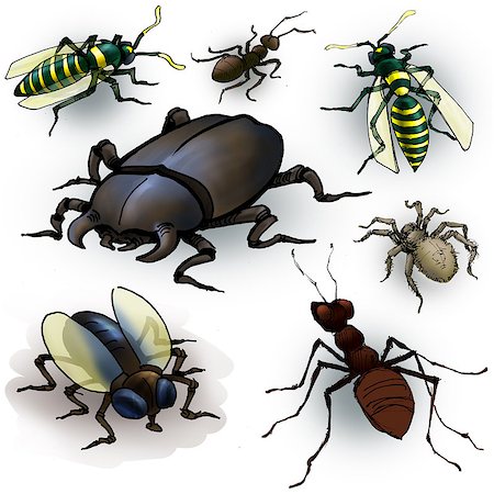 simsearch:400-04989239,k - Drawing of a few insects: spider, ant, beetle, fly and wasps Fotografie stock - Microstock e Abbonamento, Codice: 400-07916926