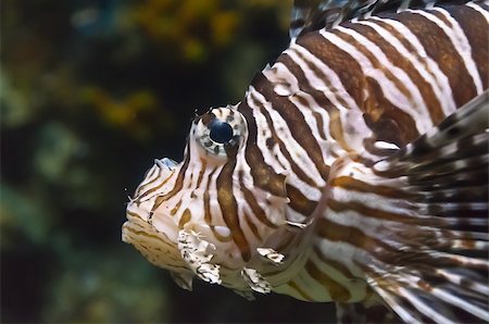 falterfisch - Close up half body Lionfish, Beautiful marine fish on the sea Photographie de stock - Aubaine LD & Abonnement, Code: 400-07917015