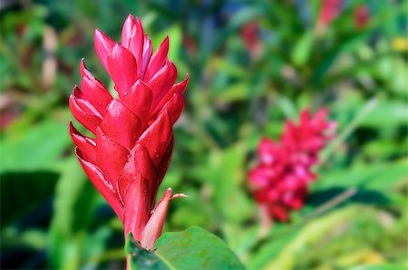 Red Ginger or Alpinia purpurata are Malaysian plants with showy flowers growing from brightly colored red bracts. Stock Photo - Budget Royalty-Free & Subscription, Code: 400-07917018
