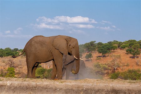 Portrait of African Elephant in Chobe National Park, Botswana. True wildlife photography Stock Photo - Budget Royalty-Free & Subscription, Code: 400-07917185