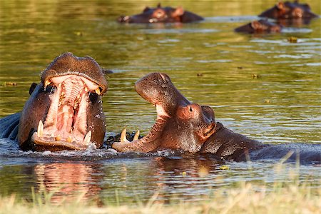 simsearch:614-06169171,k - Two young male hippopotamus Hippopotamus amphibius, rehearse fray and figting with open mouth and showing tusk. National Park Okawango, Botswana, wildlife photography Stockbilder - Microstock & Abonnement, Bildnummer: 400-07917189