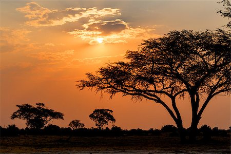 south africa scene tree - African sunset in Hwange national park, matabeleland, North Zimbabwe Photographie de stock - Aubaine LD & Abonnement, Code: 400-07917181