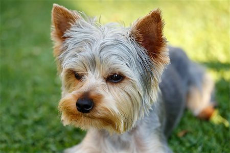 simsearch:400-07501422,k - Cute small yorkshire terrier is lying on a green lawn outdoor, no people Stock Photo - Budget Royalty-Free & Subscription, Code: 400-07917198