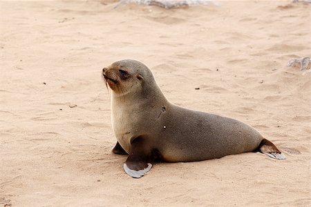 Small sea lion (Brown fur seal - Arctocephalus pusillus) in Cape Cross, Namibia, True wildlife photografy Stock Photo - Budget Royalty-Free & Subscription, Code: 400-07917199