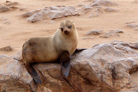 Small sea lion (Brown fur seal - Arctocephalus pusillus) in Cape Cross, Namibia, True wildlife photografy Stock Photo - Budget Royalty-Free & Subscription, Code: 400-07917200