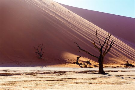 pan tree - beautiful sunrise landscape of hidden Dead Vlei in Namib desert with blue sky, this is best place of Namibia Stock Photo - Budget Royalty-Free & Subscription, Code: 400-07917202