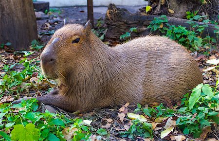 Capybara Photographie de stock - Aubaine LD & Abonnement, Code: 400-07917203