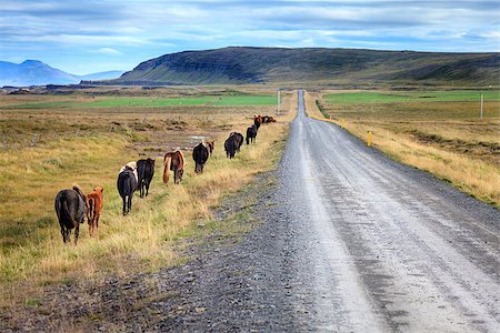 A herd of Icelandic ponies moving along gravel road in Iceland countryside Stock Photo - Budget Royalty-Free & Subscription, Code: 400-07917211