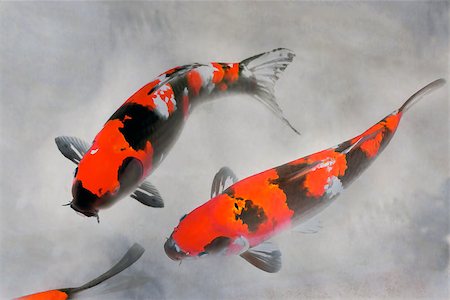 Calico Koi Fish Watercolor Painting in Red White and Black Ink Sumi-e Illustration Foto de stock - Super Valor sin royalties y Suscripción, Código: 400-07917297