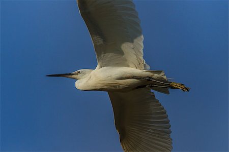 simsearch:400-08980734,k - Little egret (Egretta garzetta) in flight on a blue sky. Location: Danube Delta, Romania Photographie de stock - Aubaine LD & Abonnement, Code: 400-07917615