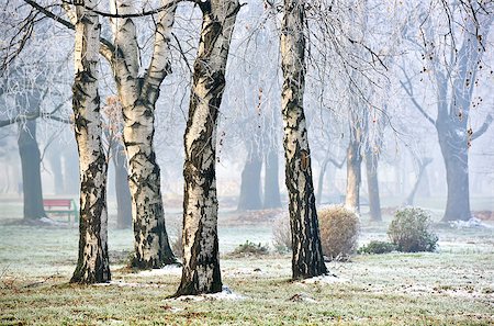 Landscape of forest in fog during Winter Autumn Fall Stock Photo - Budget Royalty-Free & Subscription, Code: 400-07917626