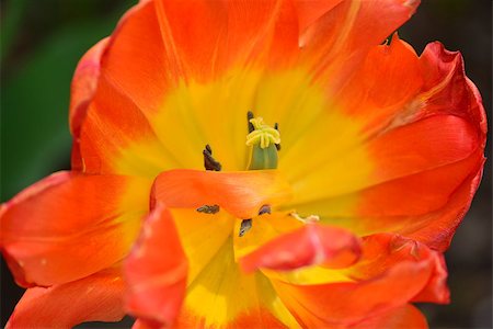 simsearch:400-04504130,k - In the garden a beautiful tulip flower. Stock Photo - Budget Royalty-Free & Subscription, Code: 400-07917655