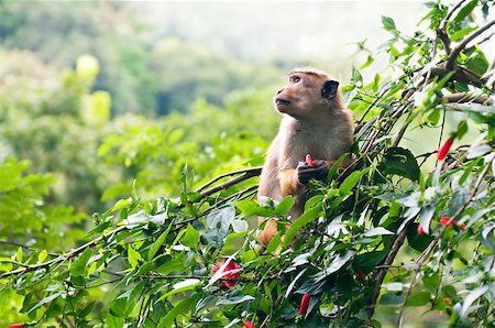 A monkey in a tree. Sri Lanka Stock Photo - Budget Royalty-Free & Subscription, Code: 400-07917797
