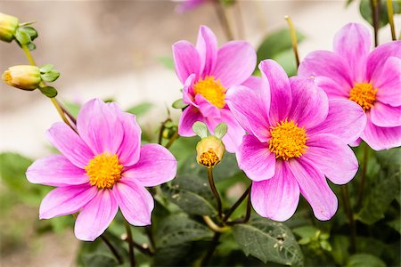 Purple Dahlia on green blurred autumn background Fotografie stock - Microstock e Abbonamento, Codice: 400-07917815