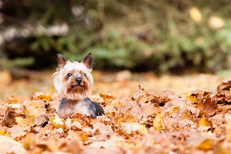 Yorkshire Dog on the autumn leaves Fotografie stock - Microstock e Abbonamento, Codice: 400-07917816