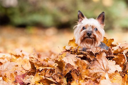 Yorkshire Dog on the autumn leaves Photographie de stock - Aubaine LD & Abonnement, Code: 400-07917817
