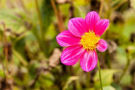 Purple Dahlia on green blurred autumn background Fotografie stock - Microstock e Abbonamento, Codice: 400-07917812