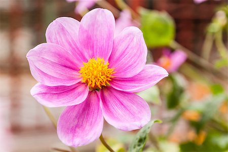 Purple Dahlia on green blurred autumn background Fotografie stock - Microstock e Abbonamento, Codice: 400-07917813