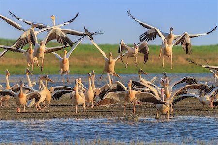 simsearch:400-04401835,k - white pelicans (pelecanus onocrotalus) in flight in Danube Delta, Romania Stockbilder - Microstock & Abonnement, Bildnummer: 400-07918094