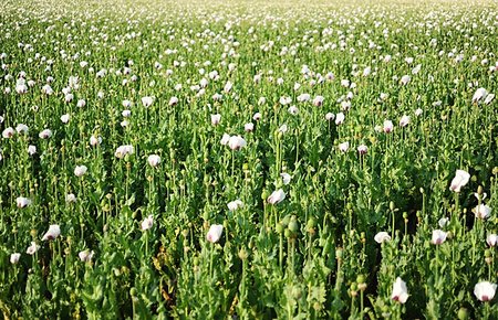 simsearch:689-03123695,k - Field of white poppies in the summer sun Foto de stock - Royalty-Free Super Valor e Assinatura, Número: 400-07918139