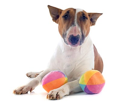 simsearch:400-06565923,k - bull terrier in front of white background Photographie de stock - Aubaine LD & Abonnement, Code: 400-07918353