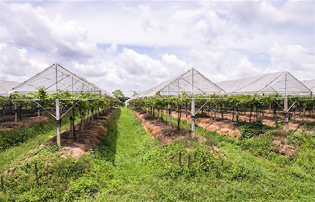 Grape farm in the countryside of Thailand. Foto de stock - Royalty-Free Super Valor e Assinatura, Número: 400-07918389