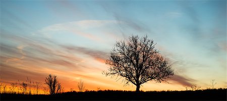 dfaagaard (artist) - Single tree silhouette against colorful dawning sky Stock Photo - Budget Royalty-Free & Subscription, Code: 400-07918601
