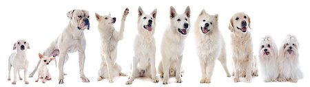 simsearch:400-07918901,k - white dogs in front of white background Stockbilder - Microstock & Abonnement, Bildnummer: 400-07918901