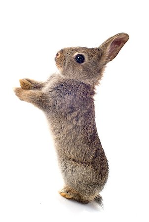 European rabbit in front of white background Foto de stock - Super Valor sin royalties y Suscripción, Código: 400-07918941