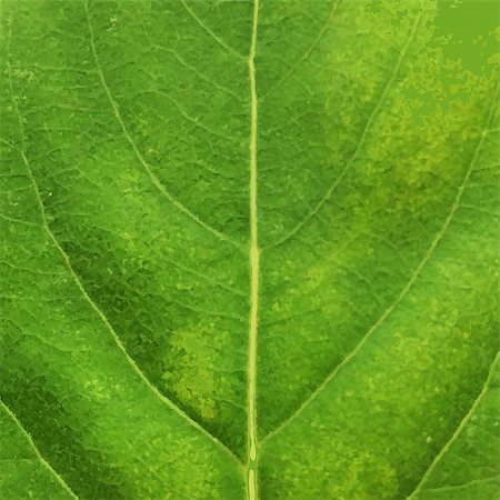 Green Leaf Texture, Vector Illustration Stock Photo - Budget Royalty-Free & Subscription, Code: 400-07919062