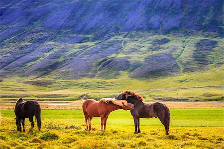 simsearch:824-02888135,k - A group of Icelandic Ponies in the pasture in Iceland Photographie de stock - Aubaine LD & Abonnement, Code: 400-07919074