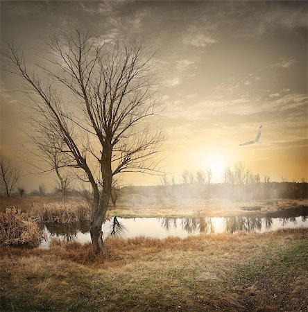 simsearch:400-04873565,k - Bird over autumn river at sunrise with fog Fotografie stock - Microstock e Abbonamento, Codice: 400-07919210