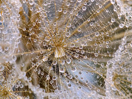 dandelion with water drops - Water drops on dandelion Stock Photo - Budget Royalty-Free & Subscription, Code: 400-07919526