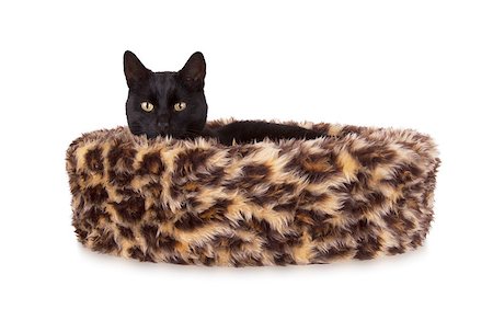 simsearch:400-07508681,k - Black cat resting in a basket, leopardprint Stock Photo - Budget Royalty-Free & Subscription, Code: 400-07919576