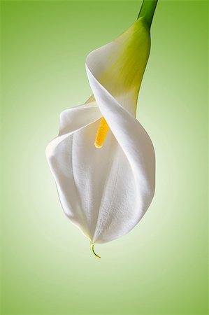 simsearch:400-04095393,k - white calla on green background Fotografie stock - Microstock e Abbonamento, Codice: 400-07919721